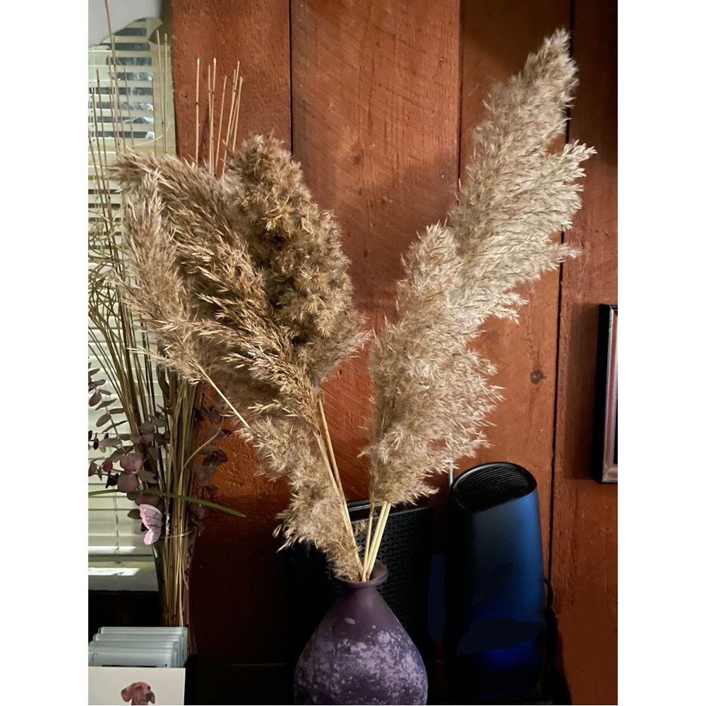 Dried Reed Décor - Picture 2 of 9